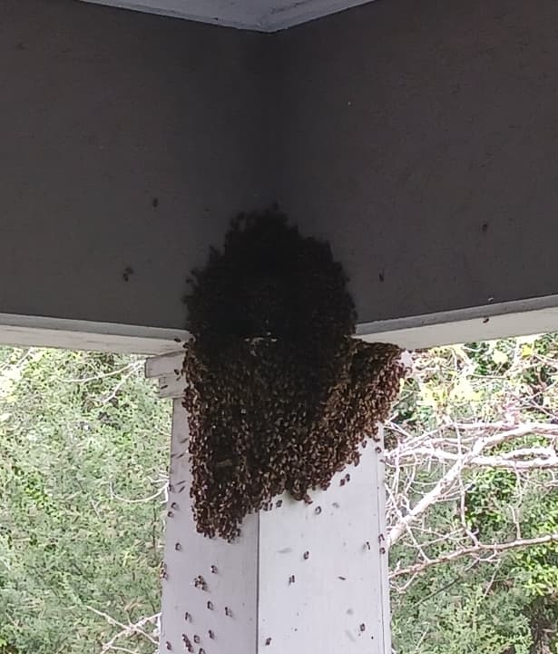 Bee removal carousel