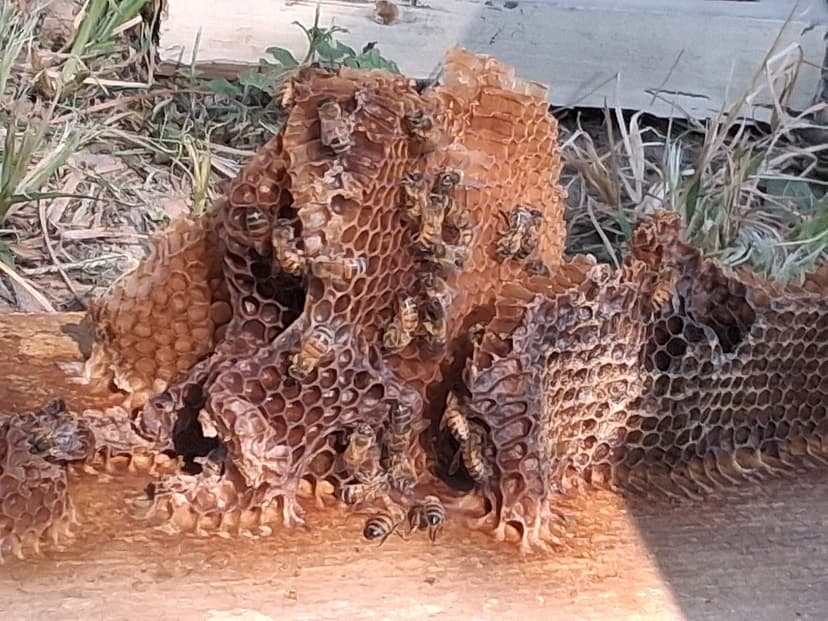 Bee removal carousel